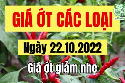 chili prices October 22, 2022