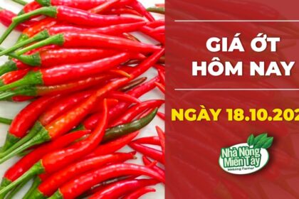 chili prices October 18, 2022
