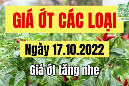 chili prices October 17, 2022