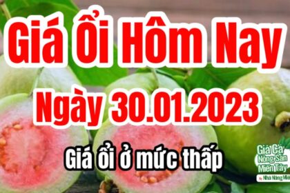 guava price January 30, 2023