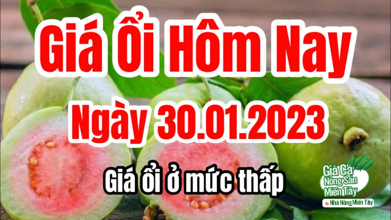 guava price January 30, 2023