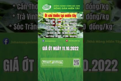 chili prices October 11, 2022
