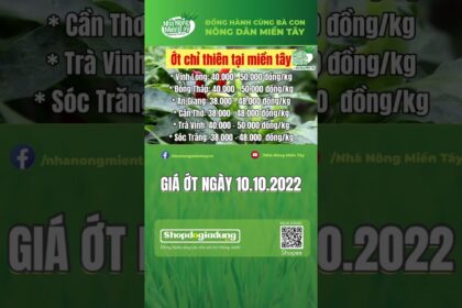 chili prices October 10, 2022