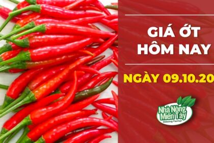 chili prices October 9, 2022
