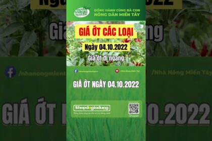 chili prices October 4, 2022