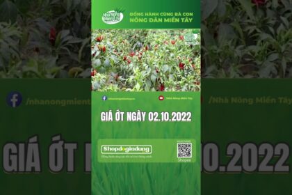 chili prices October 2, 2022
