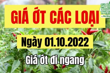 chili prices October 1, 2022