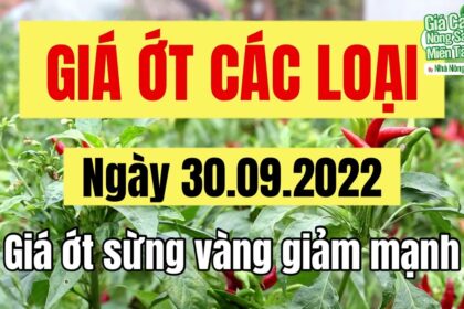 chili prices September 30, 2022