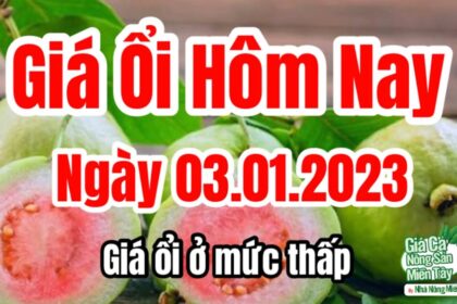 guava price January 3, 2023