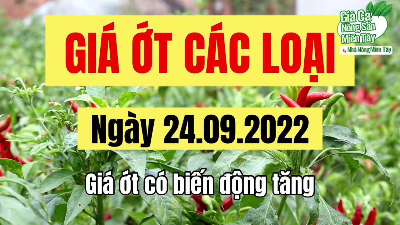 chili prices September 24, 2022
