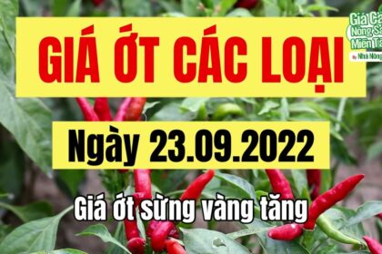 chili prices September 23, 2022