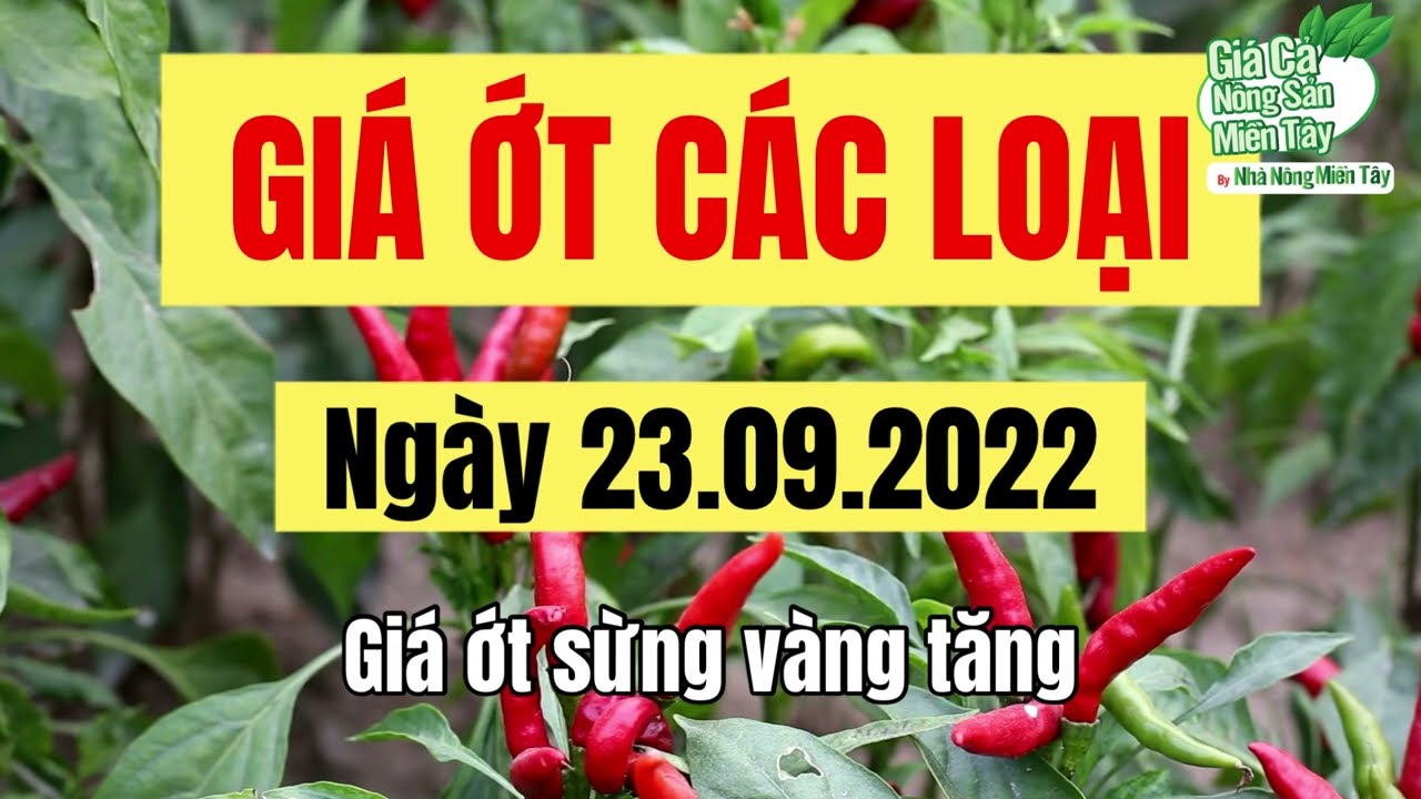 chili prices September 23, 2022