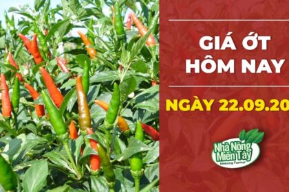 chili prices September 22, 2022