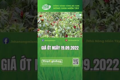 chili prices September 19, 2022