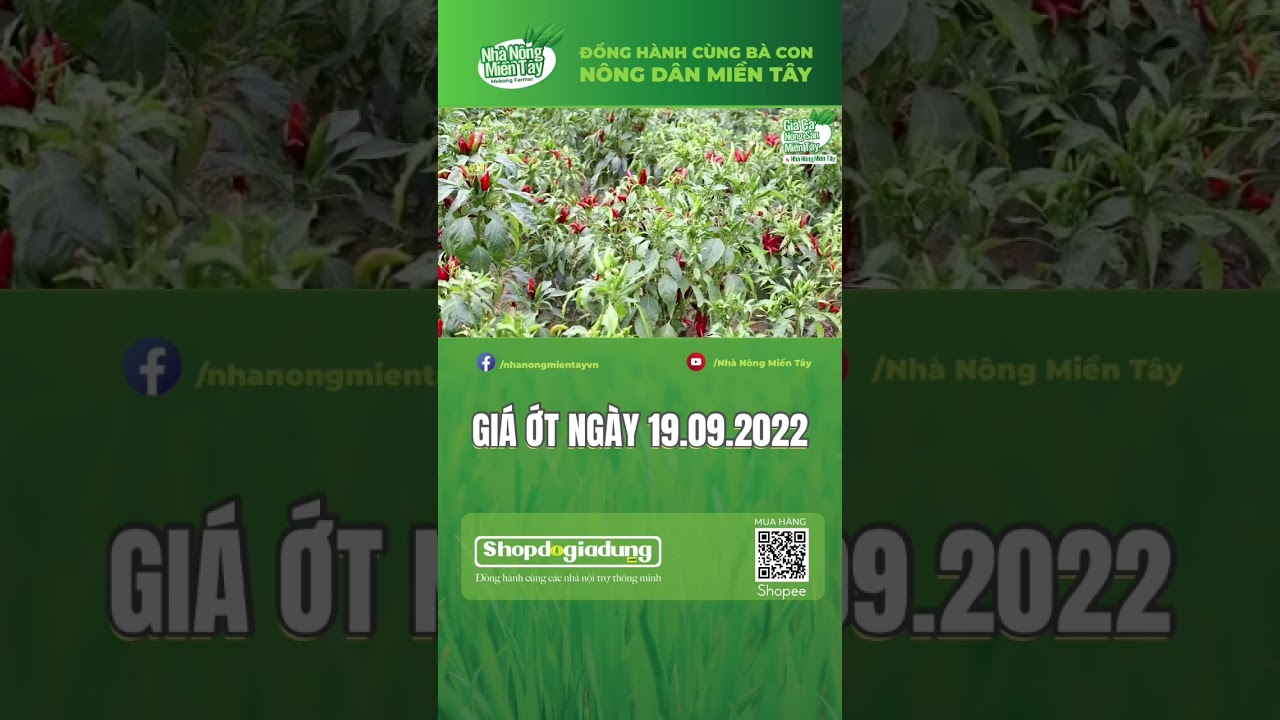 chili prices September 19, 2022