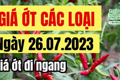 chili price July 26, 2023