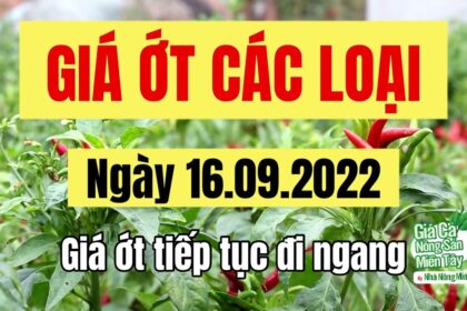 chili prices September 16, 2022