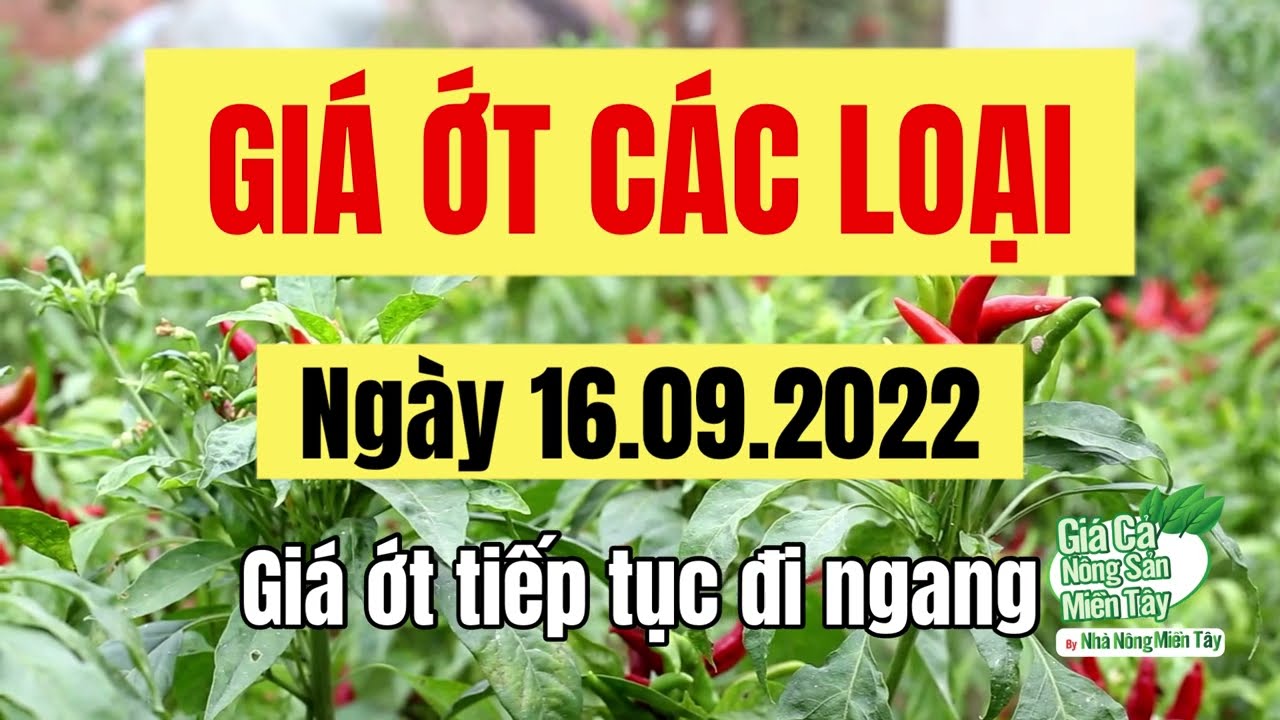 chili prices September 16, 2022