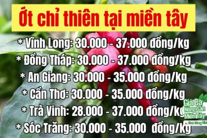 chili prices September 15, 2022