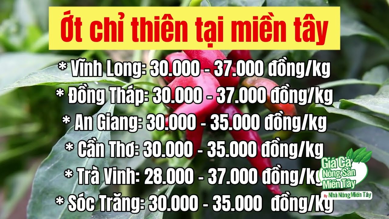chili prices September 15, 2022