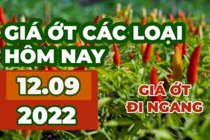 chili prices September 12, 2022