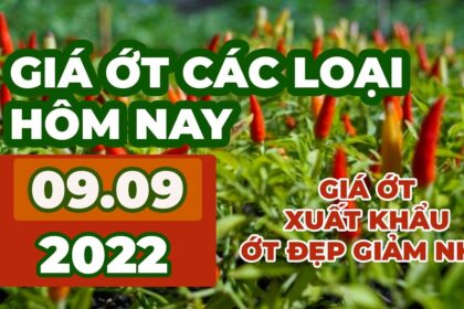 chili prices September 9, 2022