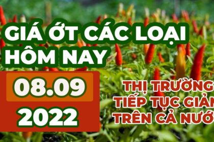chili prices September 8, 2022
