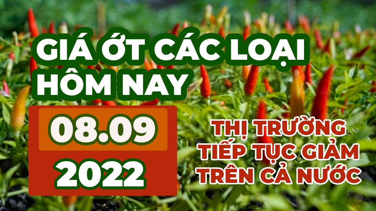 chili prices September 8, 2022