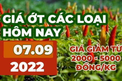 chili prices September 7, 2022