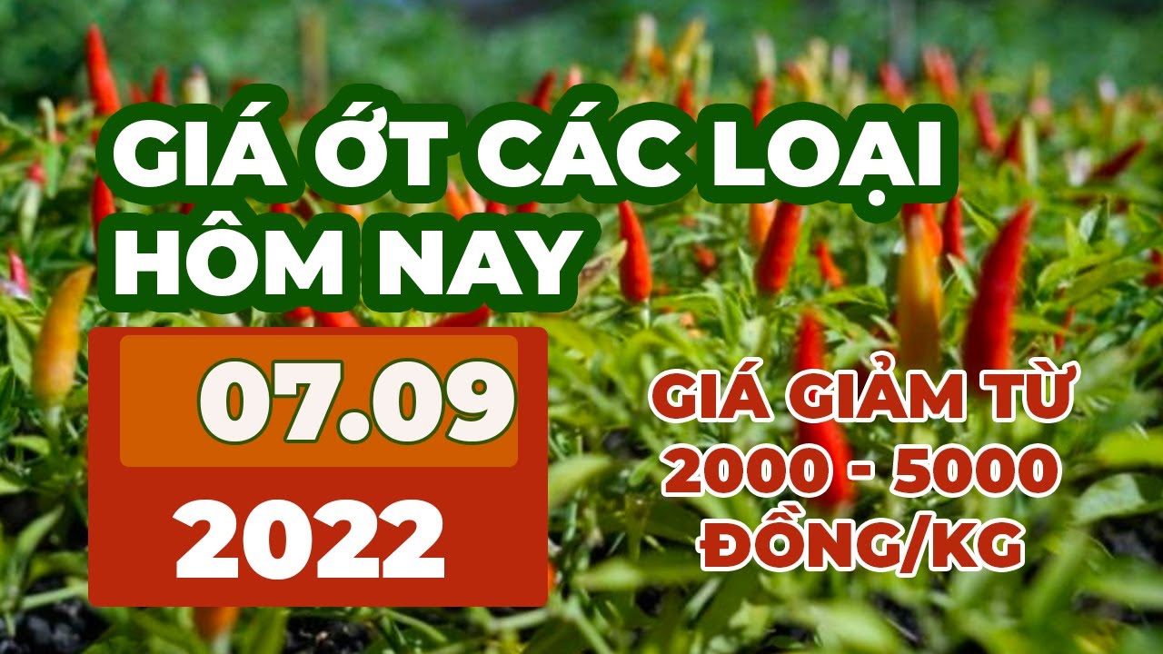 chili prices September 7, 2022