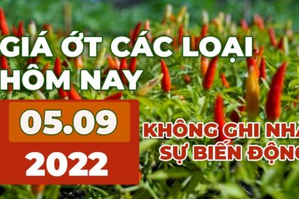chili prices September 5, 2022