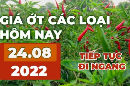 chili prices August 24, 2022