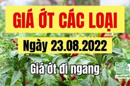 chili prices August 23, 2022