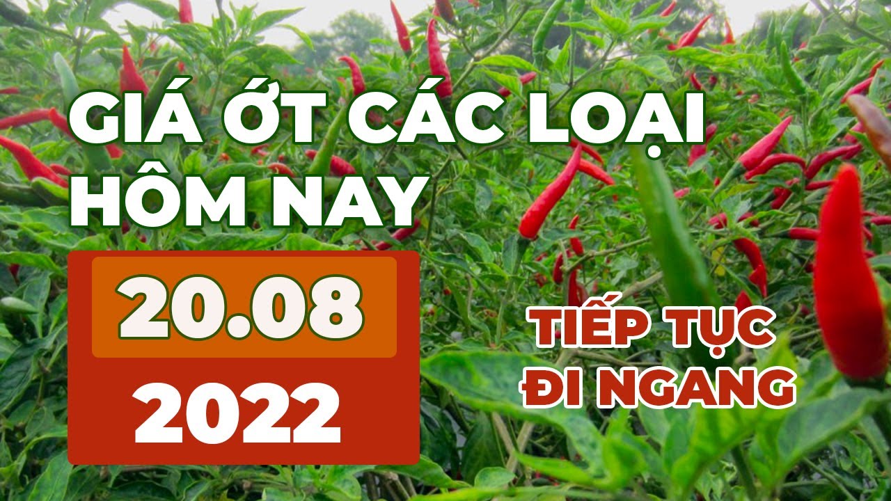 chili prices August 20, 2022