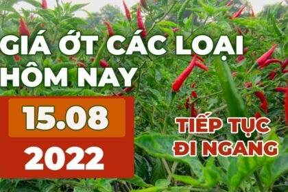chili prices August 15, 2022