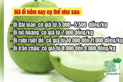 guava price December 13, 2022