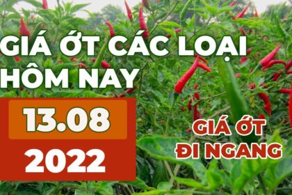 chili prices August 13, 2022