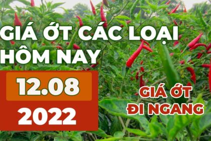 chili prices August 12, 2022
