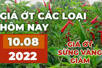 chili prices August 10, 2022