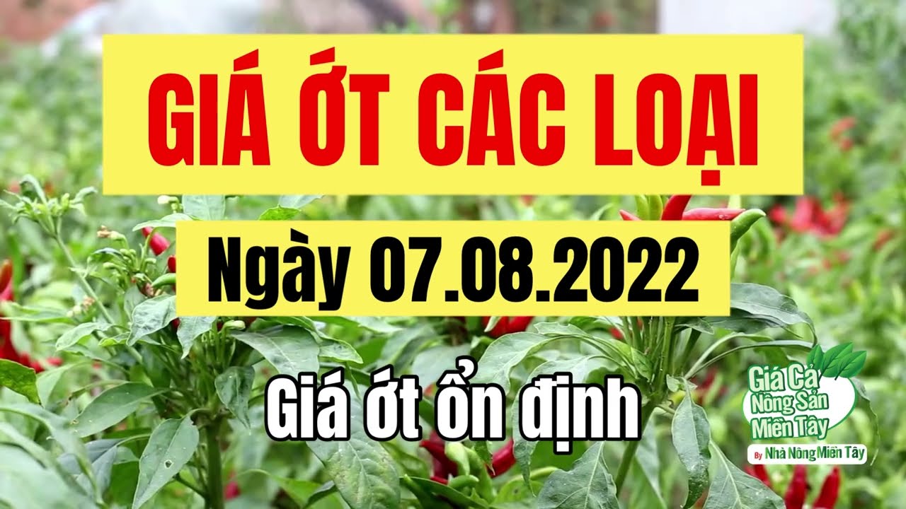 chili prices August 7, 2022