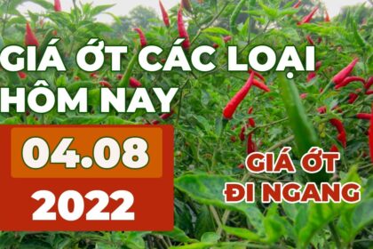 chili prices August 4, 2022
