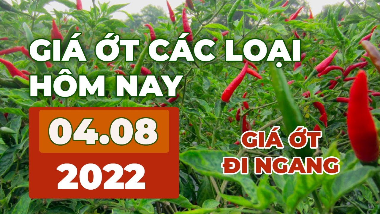 chili prices August 4, 2022