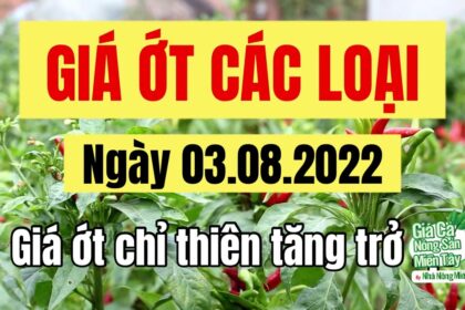 chili prices August 3, 2022