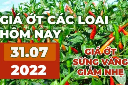 chili prices July 31, 2022
