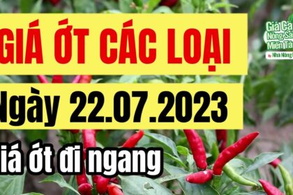 chili price July 22, 2023