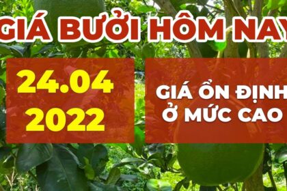 green-skin pomelo, Nam Roi pomelo, lime and calamansi price April 24, 2022
