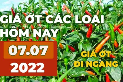chili prices July 7, 2022