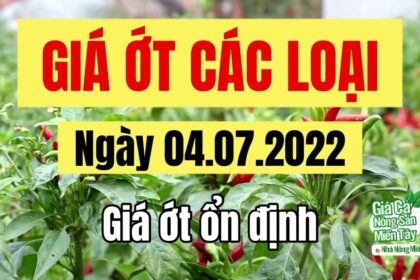 chili prices July 4, 2022