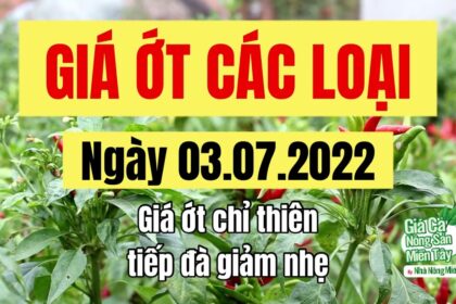 chili prices July 3, 2022
