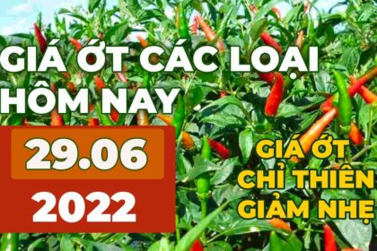 chili prices June 29, 2022